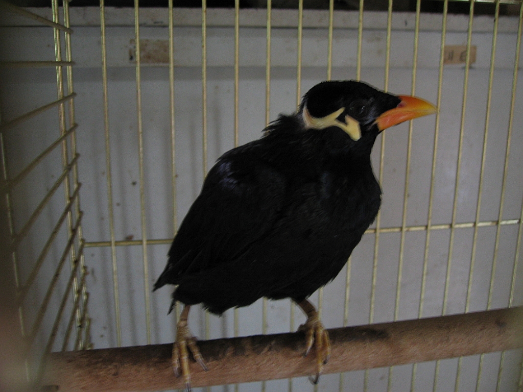 Coco le mainate 2.jpg